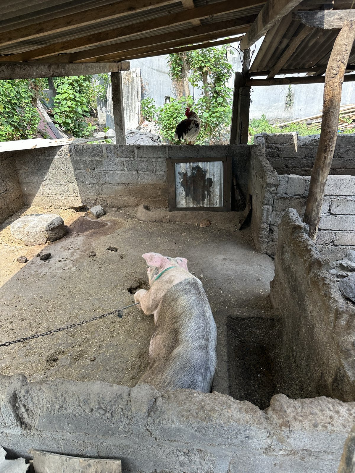 Cochon et coq perché sur le mur de l'enclos, Amed
