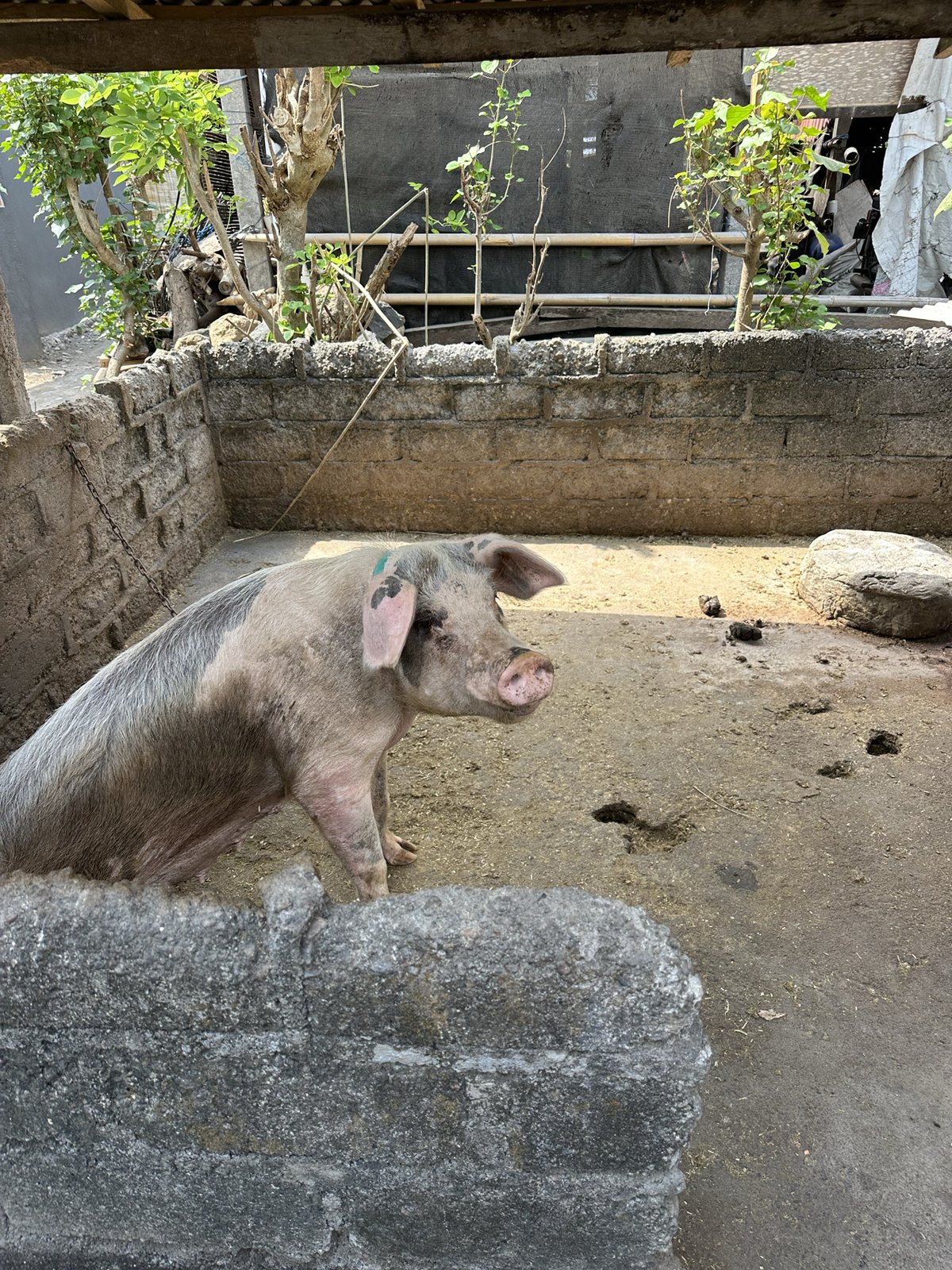 Cochon assis dans son enclos en béton, Amed