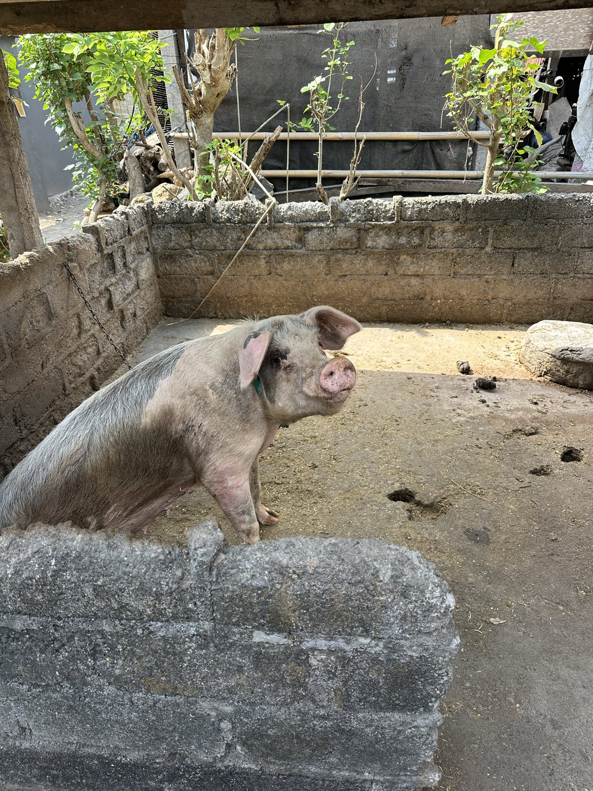 Cochon dans son enclos à côté de l'hôtel, Amed