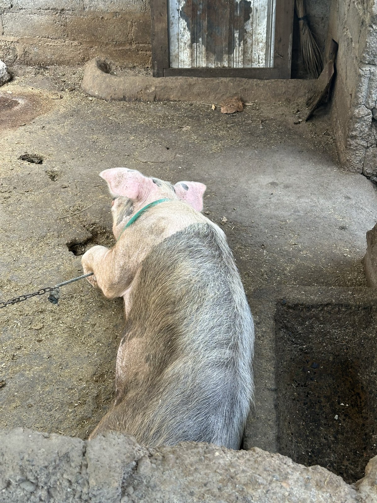 Cochon couché dans son enclos vu de dessus, Amed