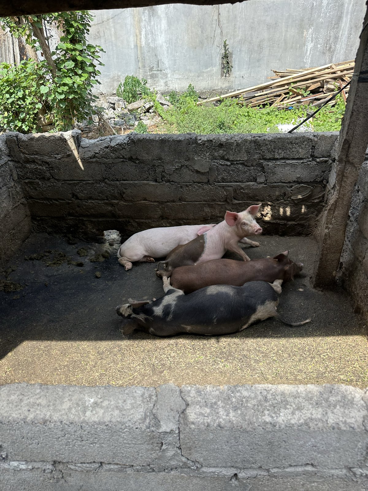 Groupe de cochons dans un enclos à Amed